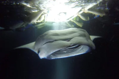 Swim with manta rays in kona after a quick boat ride, guided by pros. small group, custom light boards, and late-night tours for better sightings—gear included.