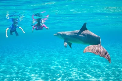 Swim with wild dolphins, snorkel red sea reefs, and enjoy lunch onboard a hurghada boat tour. includes hotel pickup, eco-friendly crew, and water sports.