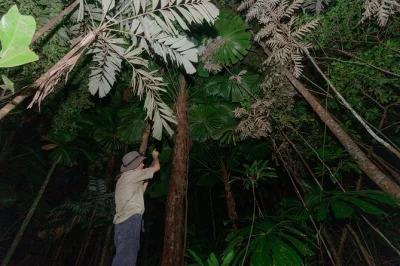 Step into the daintree rainforest after dark from cape tribulation, guided night walk with wildlife sightings, torch & poncho included, book your spot now.