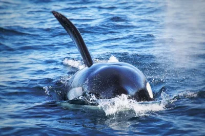 Sinta a brisa do mar em um pequeno barco zodiac em san diego, observando baleias, golfinhos, leões-marinhos e muito mais com um capitão local experiente. inclui jaquetas corta-vento e coletes salva-