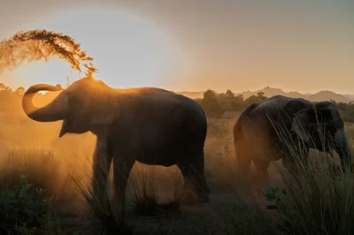 Get close to rescued elephants near jaipur, help with feeding & bathing, and share a simple lunch. includes pickup and guided by local mahouts.