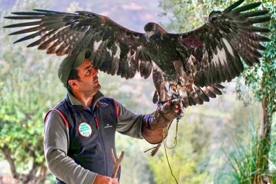 Descubra o único centro de falcoaria da calábria com um curso prático sobre aves de rapina, conheça águias e corujas de perto, experimente a luva do falcoeiro e aprenda com guias locais—passeio