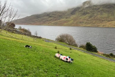 Feel the wild connemara air, wander kylemore abbey, and watch a real sheepdog demo—includes pickup from galway and a local guide for the full day.
