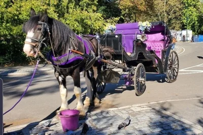 Feel the rhythm of new york on a private central park horse carriage ride, with photo stops at bethesda fountain & cherry hill. includes blankets & local guide.