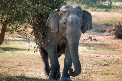 Watch wild elephants roam lunugamvehera’s corridor, spot rare birds, and ride a private 4x4 with an expert tracker. includes pickup near the park gate.