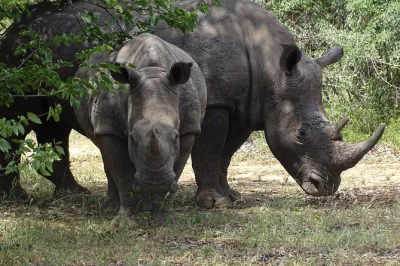 Feel the wild heart of livingstone on a game drive, picnic by the zambezi, and a rare white rhino walking safari—includes snacks, drinks, and all fees.