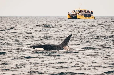 Feel the thrill of whale watching in victoria’s salish sea, spot orcas and humpbacks, enjoy free high-res photos, and stay cozy with hot drinks on board.