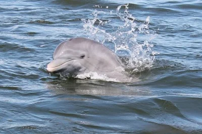 Découvrez les mangroves des thousand islands à cocoa beach lors d’une balade en bateau avec guide local, observation de dauphins, faune sauvage et toilettes à bord.
