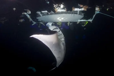 Float with manta rays at sunset in kailua-kona, small group snorkel tour with wetsuits, gopro photos, hot drinks & snacks included. book direct, limited spots.