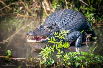 Step off the city streets and into louisiana’s wild side with a honey island swamp boat tour from new orleans. see wildlife, visit a cajun village, and hear stories from a local guide. self-drive, i