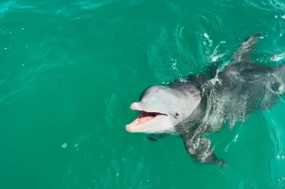 Profitez d’une croisière d’1h30 à la découverte des dauphins depuis panama city beach jusqu’à shell island, avec eau incluse et une équipe locale chaleureuse pour vous guider.