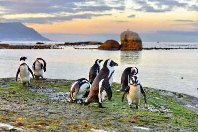 Watch african penguins at boulders beach, walk cape point’s wild cliffs, and drive chapman’s peak—all in a half-day small group tour with pickup from cape town.