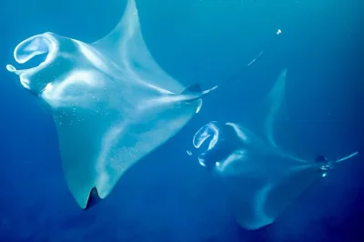 Feel the thrill of snorkeling with manta rays at night off kona, cruise on a spacious catamaran, and warm up with hot cocoa after—includes gear & local guides.