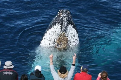 Feel the thrill of humpback whales up close on a gold coast whale watching cruise. includes marine biologist guide, morning tea, and guaranteed sightings.