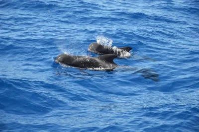 Feel the thrill of seeing whales & dolphins near tenerife’s south coast on a small yacht, guided by marine experts. includes drinks, fruit & eco-friendly focus.