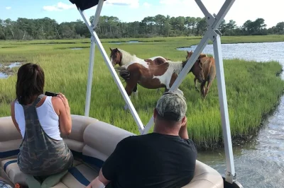 See wild chincoteague ponies, dolphins, and birds by boat around assateague. local captain, up-close wildlife moments, private options, and wheelchair access included.