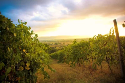 Feel the warmth of assisi’s countryside on an organic winery tour, taste 5 local wines with farm snacks, stroll vineyards, and get pickup from assisi or spello.