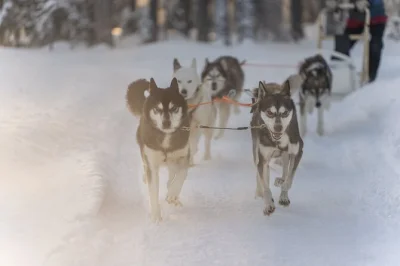 Feel the rush of a 10km husky safari through snowy rovaniemi forests, meet local mushers, and warm up with gingerbread and hot drinks. includes pickup & winter gear.
