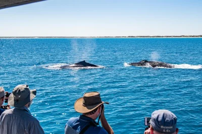 Feel the ocean breeze on a broome sunset whale watching cruise with boom net swimming, homemade canapés, and hotel pickup. watch humpbacks up close from a catamaran.