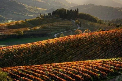 Let the hills of tuscany surprise you on a chianti wine tour from pisa. sip organic reds, taste olive oil, meet winemakers, and enjoy local bites with pickup included.