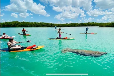 Paddle through bonita springs’ quiet waterways to spot dolphins, manatees, sea turtles, and wild birds—with all gear included. small groups, local guides, easy booking.