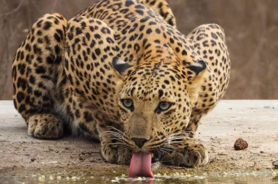 Hear the calls of wild leopards in jaipur’s jhalana safari, spot rare wildlife with a local naturalist, and enjoy easy hotel pickup—book your urban jungle adventure.