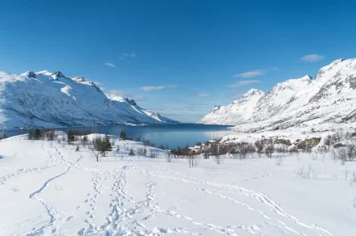 Feel the wild side of tromsø on an arctic fjords day trip—watch for reindeer, whales, and sea eagles, enjoy a campfire lunch, and ride with a local guide.