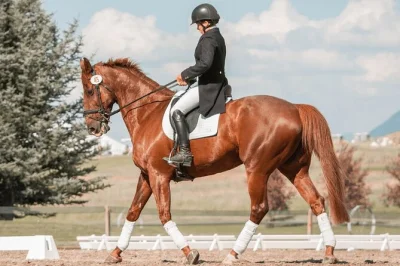 Descubra um passeio privado a cavalo perto do lilo mall. guia experiente, equipamento completo incluso. ideal para iniciantes e amantes de aventura.