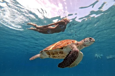 Swim beside wild sea turtles in curacao with a local guide, plus a quick stop to see flamingos. includes pickup, snorkel gear, and free underwater photos.