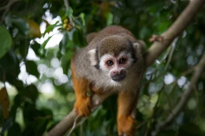 Feed monkeys in the jungle, zipline over rivers, and laugh with local guides on this puerto plata day trip. includes hotel pickup, bottled water, and all gear.