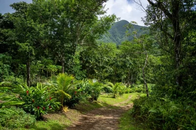 Feel the island’s rhythm on a st. kitts coffee farm tour—ride an open-air truck, explore rainforest trails, and enjoy a farm-fresh lunch. includes pickup.