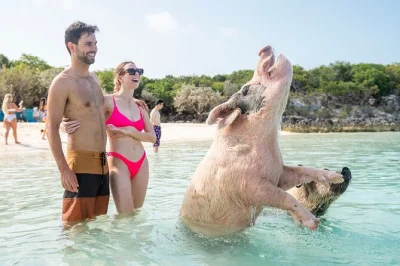 Swim with exuma’s famous pigs, snorkel thunderball grotto, and meet iguanas on a 7-stop day trip from nassau. includes flights, lunch, and local guide pickup.