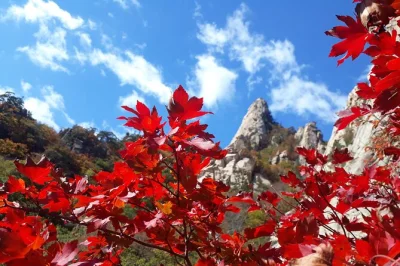 Feel the quiet magic of mt. seorak, stroll dreamy nami island, and wander the garden of morning calm on a full-day trip from seoul with entry tickets and local guide.