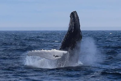 Get close to humpback whales, puffins, and ancient icebergs on a st. john’s boat tour. sail past cape spear and signal hill with local guides. heated cabin, bar, restroom.