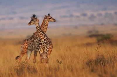 Wake up in the maasai mara, spot lions & elephants on game drives, and meet maasai villagers. small group safari with hotel pickup & ensuite tents included.