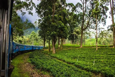 Descubra sri lanka em 7 dias: rocha de sigiriya, templo do dente em kandy, passeio de trem em ella, safari em yala, forte de galle e tour em colombo.