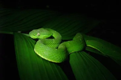 Découvrez la faune nocturne de monteverde lors d’une balade guidée dans la réserve sendero tranquilo avec transferts inclus.