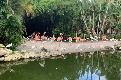 Wander among flamingos, rescued wildlife, & lush gardens at flamingo gardens in fort lauderdale. includes tram ride, skip-the-line entry, & free parking.