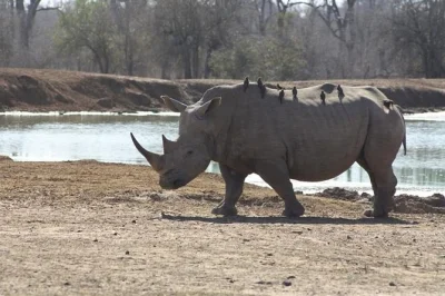 See lions, elephants & rhinos on a guided hlane royal national park safari from manzini. includes hotel pickup, lunch, and a stop at manzini market.