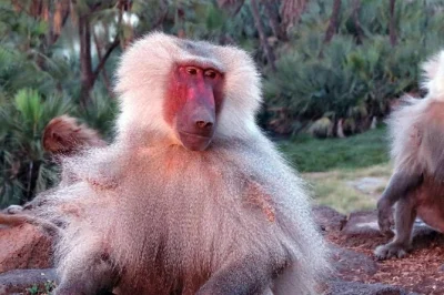 Experience wildlife and waterfalls on a 2-day safari to awash national park. game drives, hot springs at sodere, and overnight at doho lodge included.