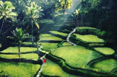 Erlebe bali privat mit lokalem guide: tirta empul, tegenungan wasserfall, reisterrassen & schnorcheln in padangbai. individuell anpassbarer tagesausflug.