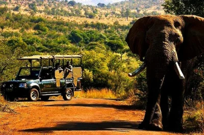 Experience pilanesberg on a 2-day safari from johannesburg. spot the big five, enjoy open-vehicle game drives, local meals, and overnight stay. includes pickup.