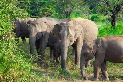 See wild elephants and native birds on a private hurulu eco park safari. 4x4 jeep, local guide, pickup, and water included. book your sri lanka wildlife tour.
