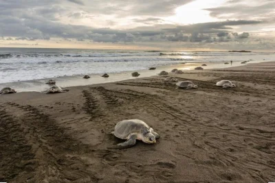 Découvrez les tortues en train de pondre à playa minas lors d'une sortie nocturne guidée. observez les tortues noires et luth au costa rica avec transfert hôtel et guides experts inclus.