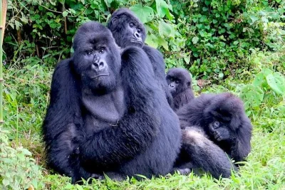 Experience a full-day gorilla trek in rwanda’s volcanoes national park. see mountain gorillas, visit gorilla guardians village, lunch included. book now.