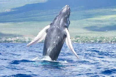 Feel the thrill of whale watching from a hawaiian catamaran in maui, hear humpback songs underwater, enjoy snacks & drinks, and relax with local crew hospitality.