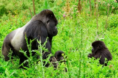 Experience a full-day gorilla trekking safari in rwanda’s volcanoes national park. see mountain gorillas up close with expert guides. permit & transport included.