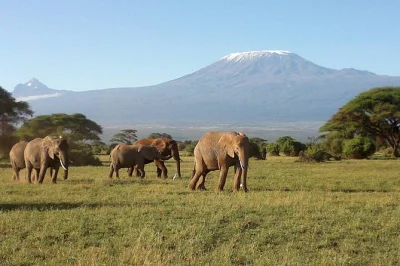 Découvrez les meilleurs parcs du kenya—amboseli, lac nakuru, maasai mara—en safari économique de 6 jours avec guides locaux, safaris et hébergements authentiques.