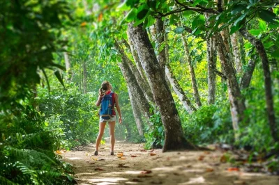 Entdecke den cahuita nationalpark, beobachte wildtiere und besuche eine bananenplantage bei dieser geführten tour ab puerto limón. jetzt deinen platz sichern!
