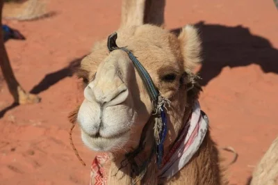 Découvrez petra, flottez dans la mer morte et explorez les dunes rouges de wadi rum lors de ce circuit privé de 5 jours en jordanie avec guide, hébergements et entrées incluses. réservez vite.